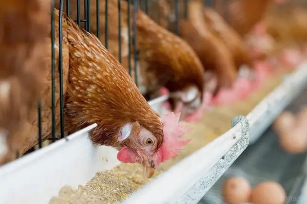 沸石粉用作飼料添加劑有什么優(yōu)點(diǎn)？