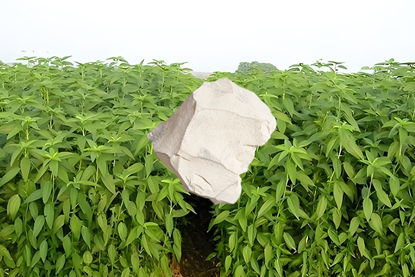 黃麻種植過程中添加沸石能否有效提升產量？-國投盛世