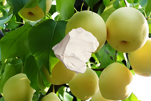 梨樹(shù)種植中使用沸石是否能帶來(lái)顯著益處？
