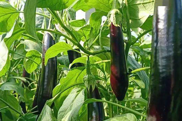 種植茄子時添加沸石真的能促進(jìn)生長嗎？