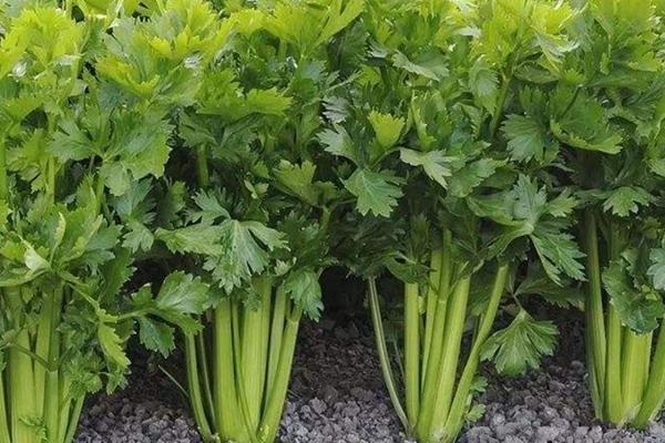 種芹菜時可以加入沸石嗎？-國投盛世