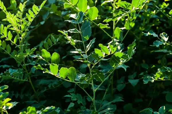 甘草種植時(shí)添加沸石能增產(chǎn)嗎？-國投盛世