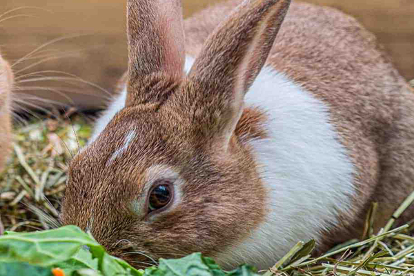 沸石在家兔飼料中應(yīng)用效果如何？-國投盛世
