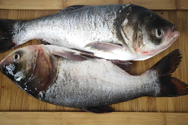 養(yǎng)胖頭魚時(shí)加入沸石能提升養(yǎng)殖效果嗎？-國(guó)投盛世