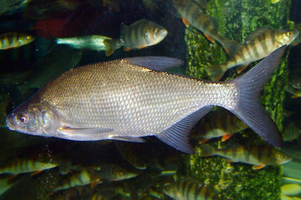 養(yǎng)武昌魚時添加沸石能帶來哪些好處？