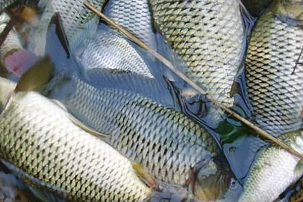 養(yǎng)淡水魚時添加沸石能提升水質嗎？