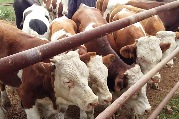 沸石能改善黃牛飼養環境嗎？