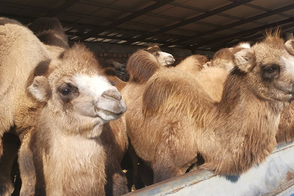 為什么飼養駱駝時加入沸石能提升效益？-國投盛世