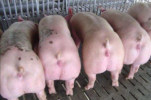 為什么瘦肉型豬養(yǎng)殖加入沸石能增效？
