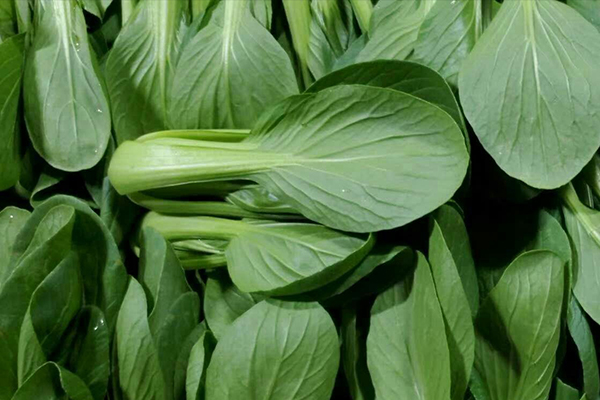 種植小油菜使用沸石能增產嗎？